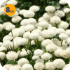 CHRYSANTHEMUM PARTHENIUM (TANACETUM) SUMMER SPIRIT8 SZTUK
